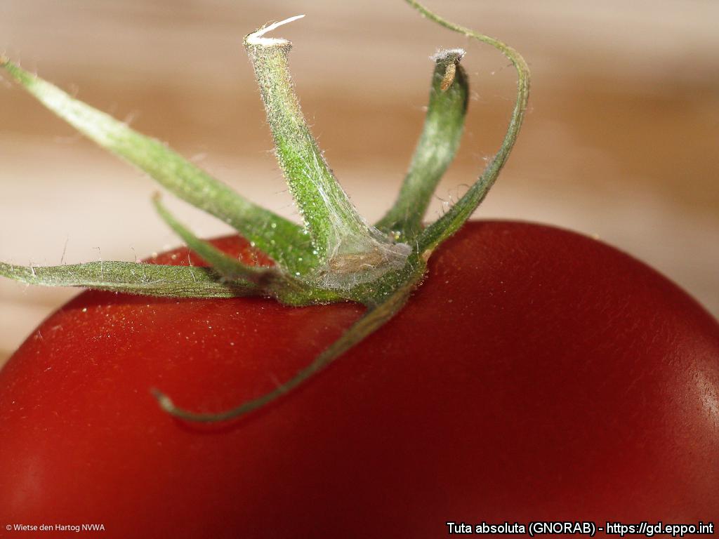 Phthorimaea absoluta (tomato leaf miner) damage and webbing on a tomato fruit